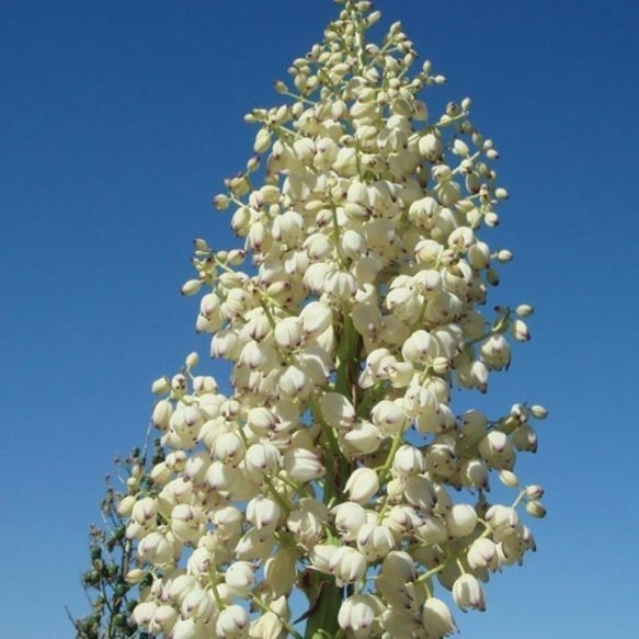 Lung Detox Benefits From Chaparral